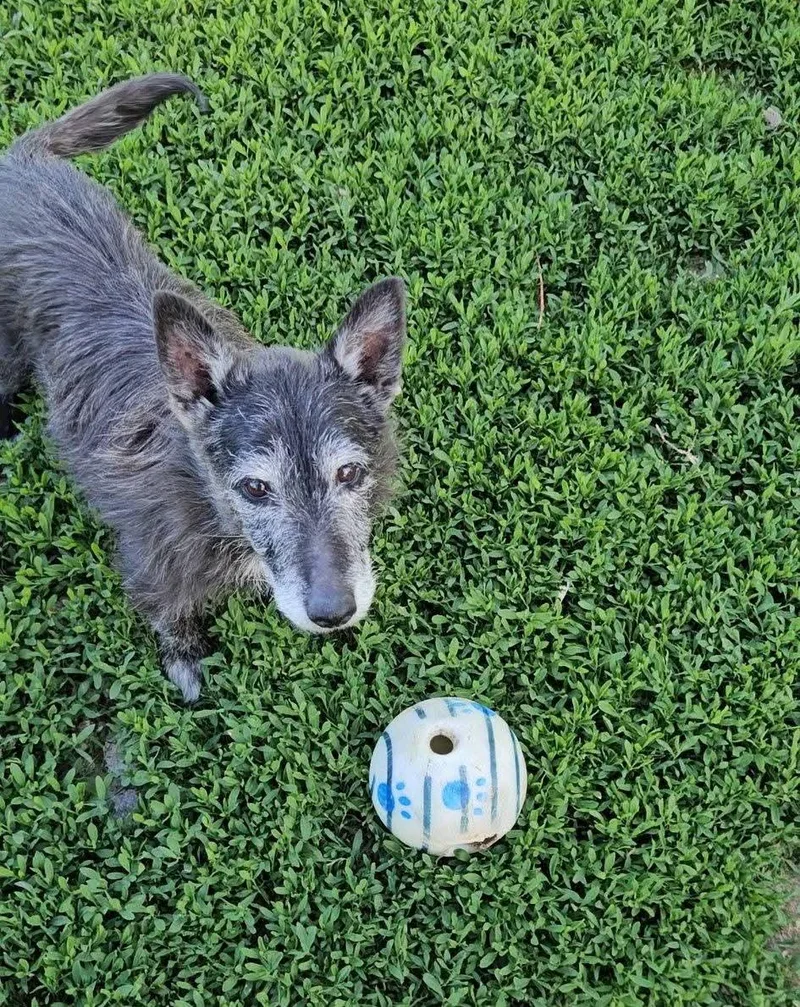 A senior small-sized male Black Scottish Terrier dog named Ranger for adoption in Sioux City, IA