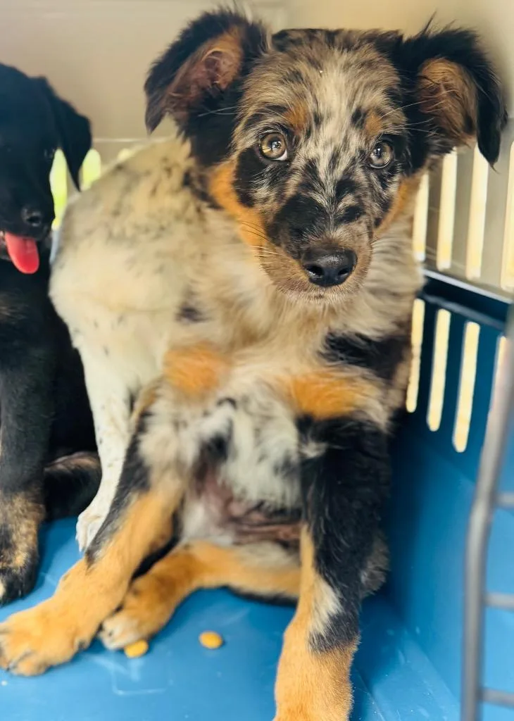 A baby medium-sized male Australian Shepherd dog named Bumblebee for adoption in Claremore, OK
