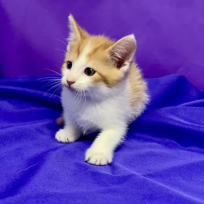 A baby small-sized male Orange / Red Domestic Short Hair cat named Quiche for adoption in North Myrtle Beach, SC