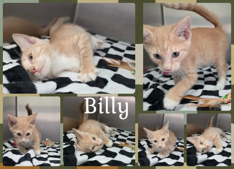Billy
