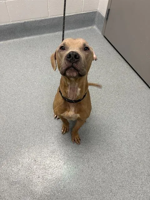 A young medium-sized male Pit Bull Terrier dog named Gravy for adoption in Indianapolis, IN