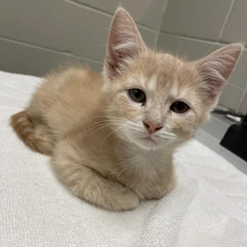 A baby small-sized male Tabby (Orange / Red) Domestic Short Hair cat named Carson for adoption in South Bend, IN