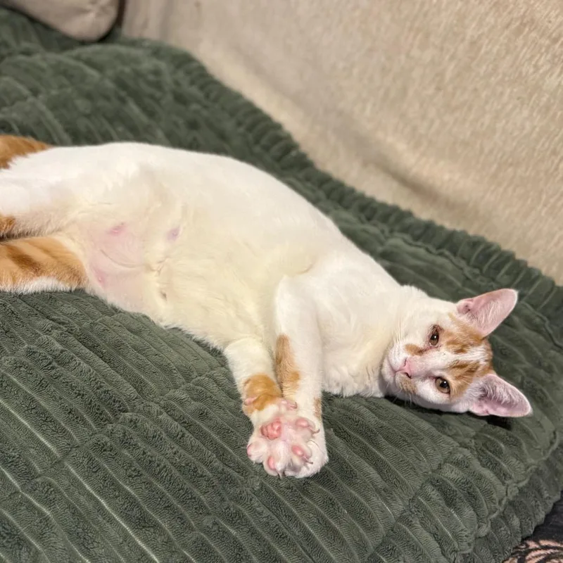 Snotley Crue thumbnail 2