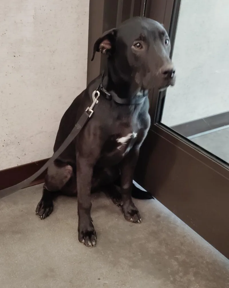A young medium-sized male Labrador Retriever dog named Bear for adoption in Clarksville, TN