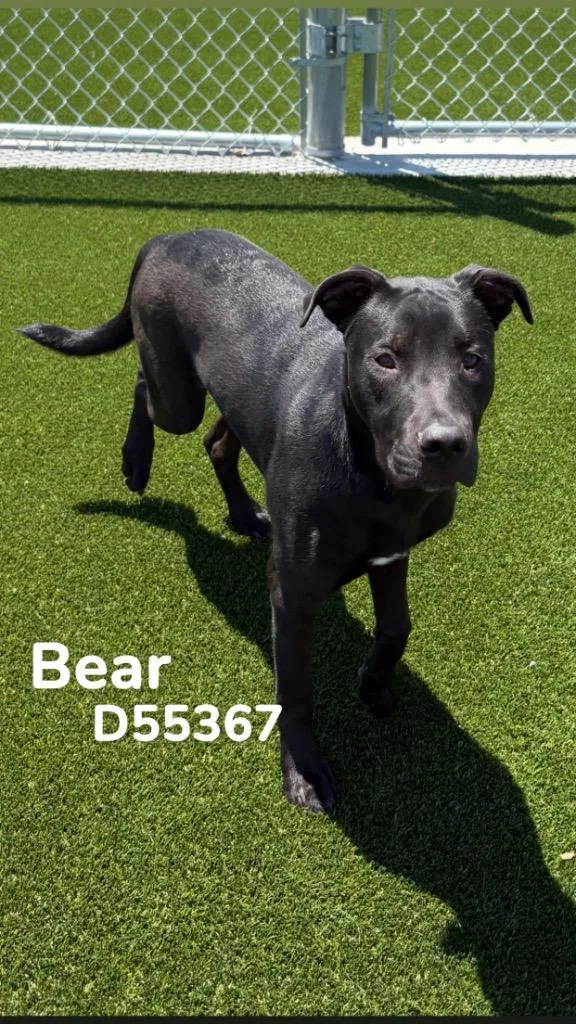 Bear thumbnail 2