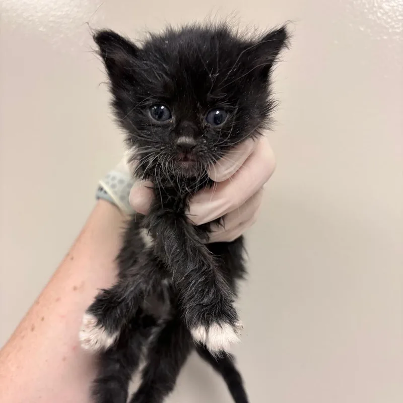 A baby small-sized female Domestic Medium Hair cat named Carissa for adoption in Reno, NV