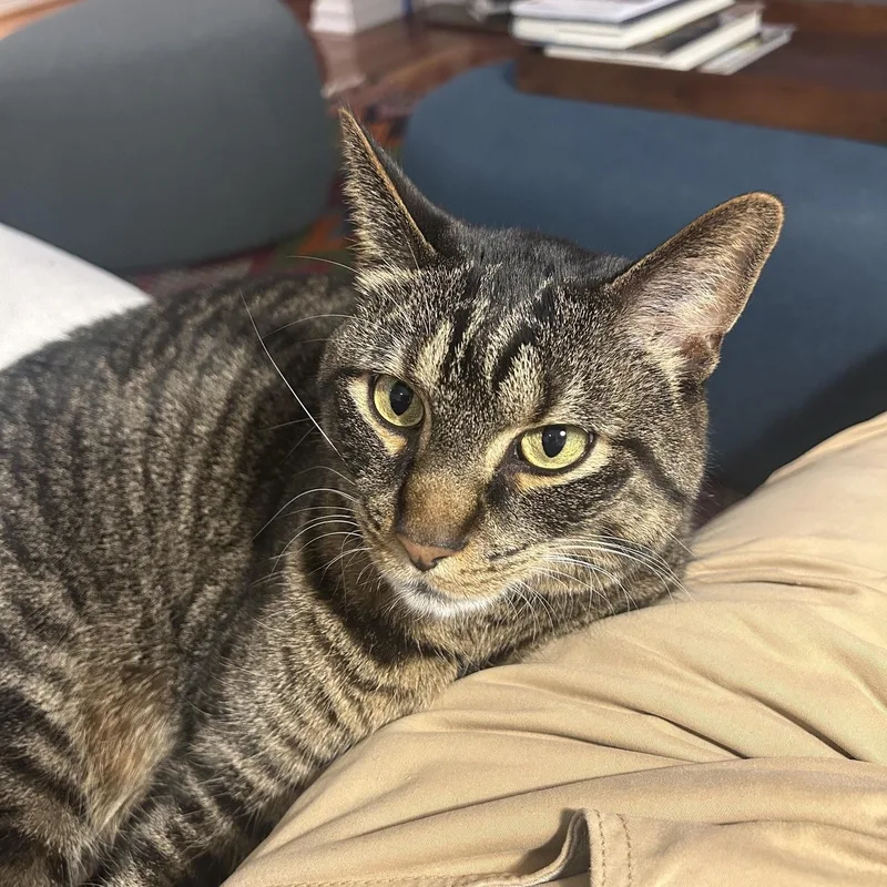 An adult medium-sized male Tabby (Brown / Chocolate) Domestic Short Hair cat named Henry for adoption in Chicago, IL