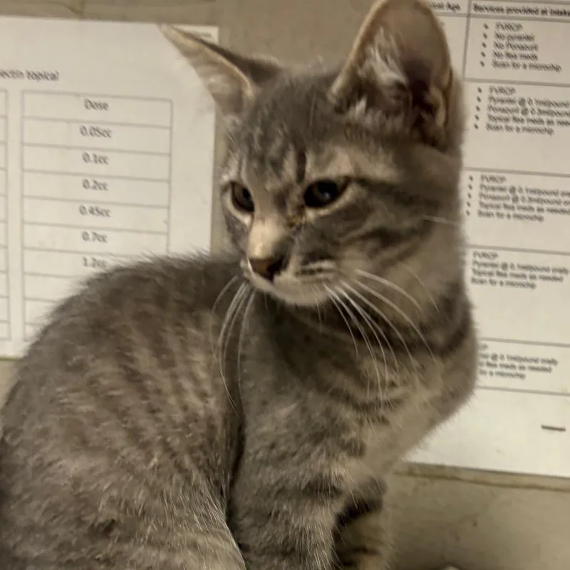 A baby small-sized female Gray / Blue / Silver Domestic Short Hair cat named Lisa for adoption in Yuma, AZ
