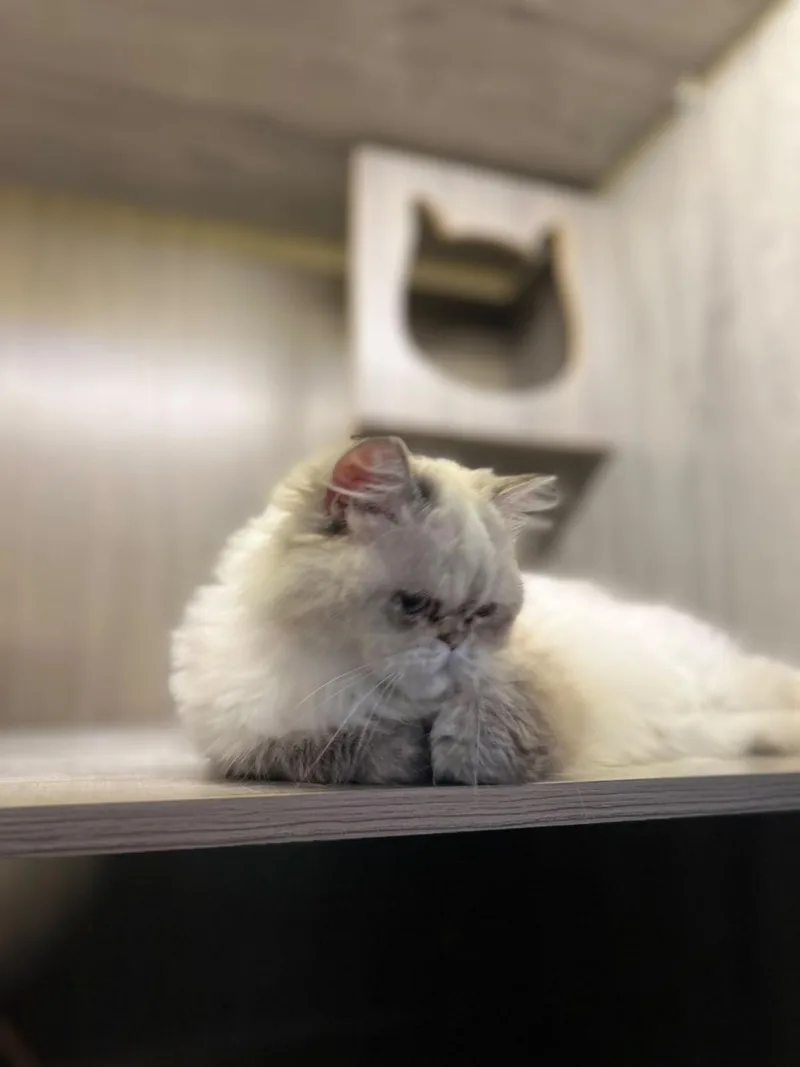 A young medium-sized female Blue Point Persian cat named Misty the Pretty for adoption in Somerset, NJ
