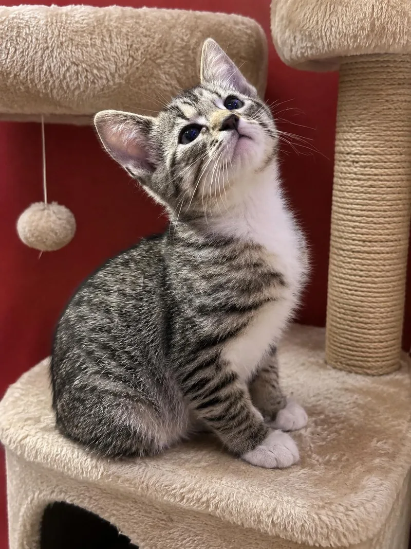 Sophia