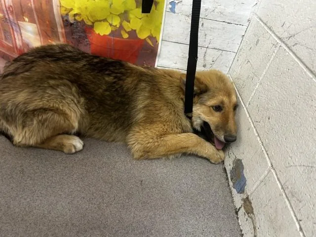 A young medium-sized female German Shepherd Dog dog named Stella for adoption in San Bernardino, CA