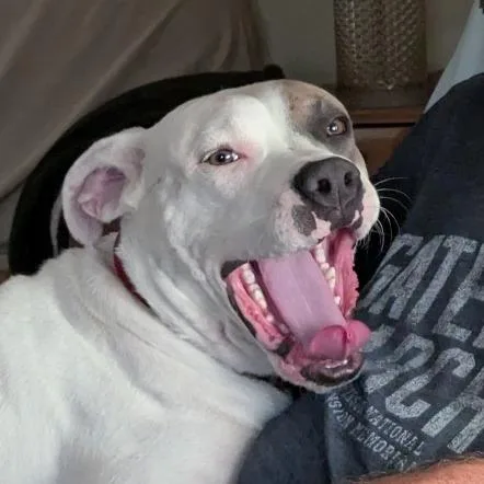 A young medium-sized male White / Cream Mixed Breed dog named Finn for adoption in Olathe, KS