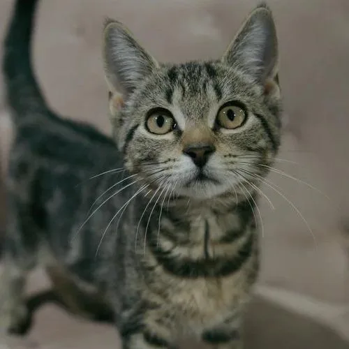 A baby small-sized female Brown / Chocolate Domestic Short Hair cat named Peridot for adoption in Sarasota, FL