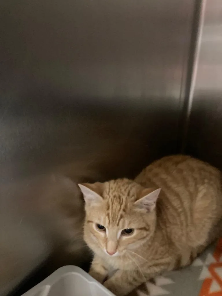 A baby small-sized male Domestic Short Hair cat named Rusty for adoption in Meriden, CT