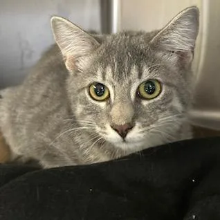 A baby small-sized female Domestic Short Hair cat named Sprite for adoption in Knoxville, TN