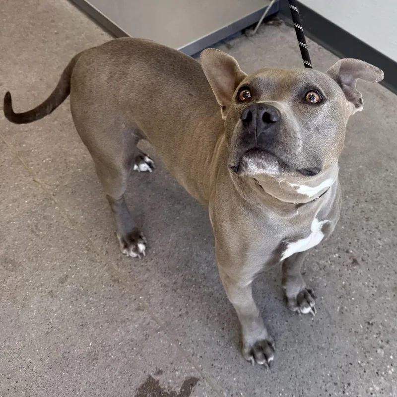 An adult medium-sized female Gray / Blue / Silver Mixed Breed dog named Sindy for adoption in Las Cruces, NM
