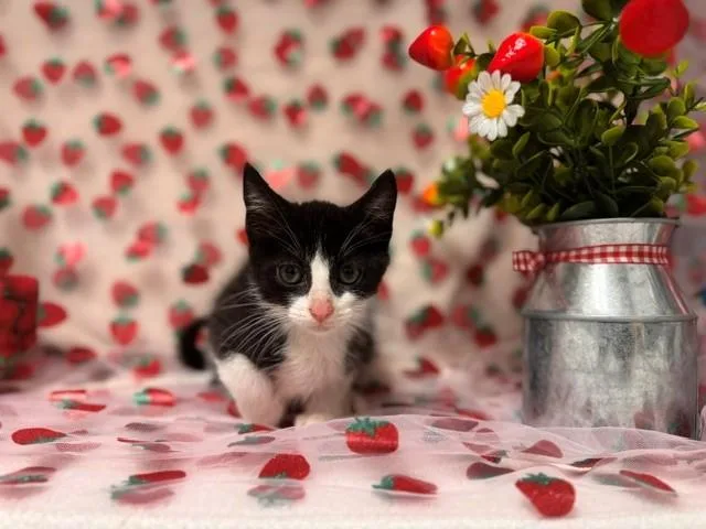 A baby small-sized female Domestic Short Hair cat named Nori for adoption in Fairfield, CA