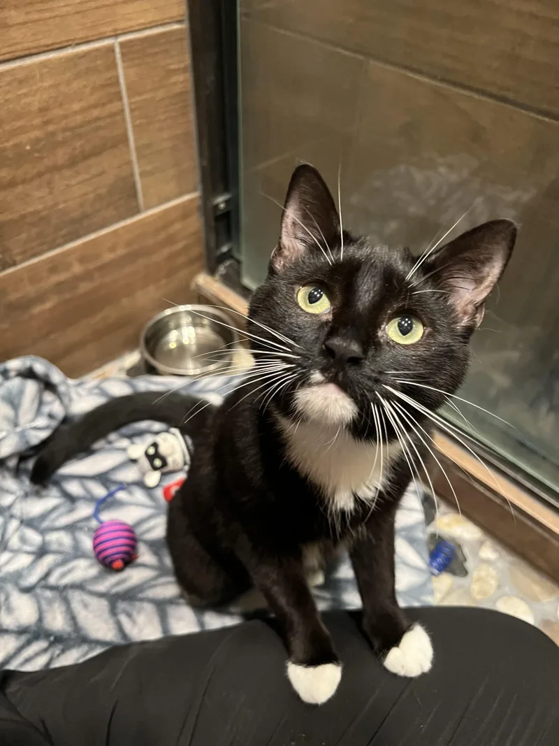 A baby medium-sized female Domestic Short Hair cat named Raven for adoption in Rochester , NY