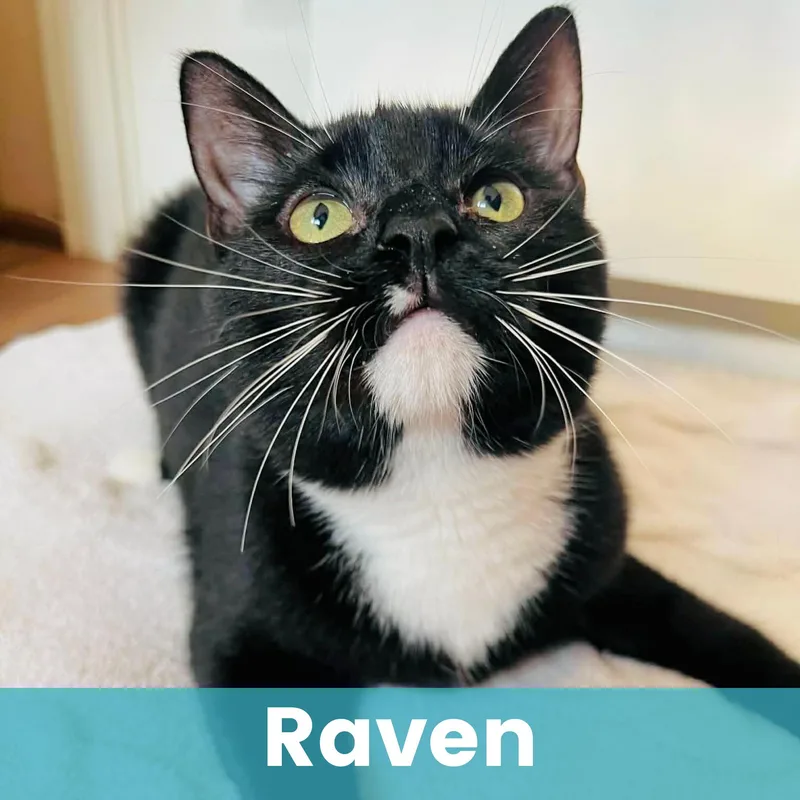 Raven thumbnail 5