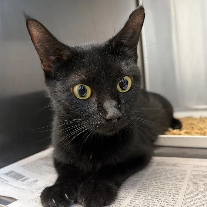 A baby small-sized female Black Domestic Short Hair cat named Sabrina for adoption in Marshall, TX
