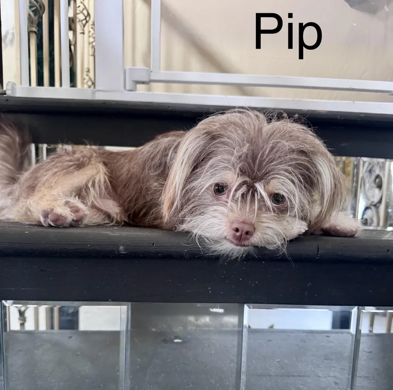 Pip  The Precious thumbnail 2