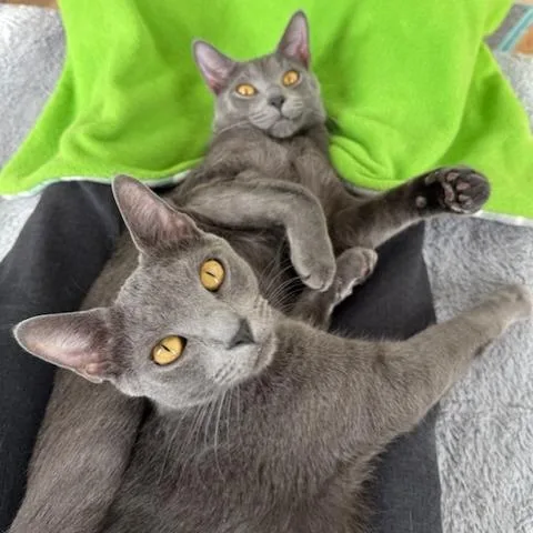 Pinot Pair Gris thumbnail 2