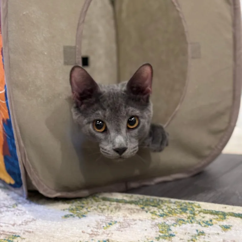 Pinot Pair Gris thumbnail 3