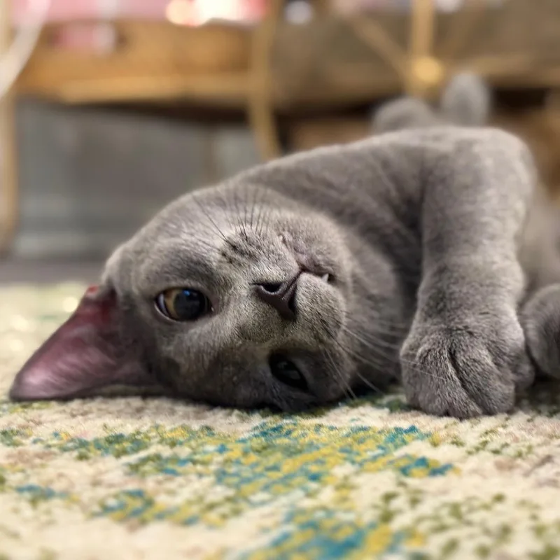 Pinot Pair Gris thumbnail 4