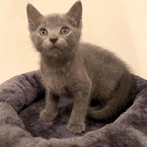 Pinot Pair Gris thumbnail 5