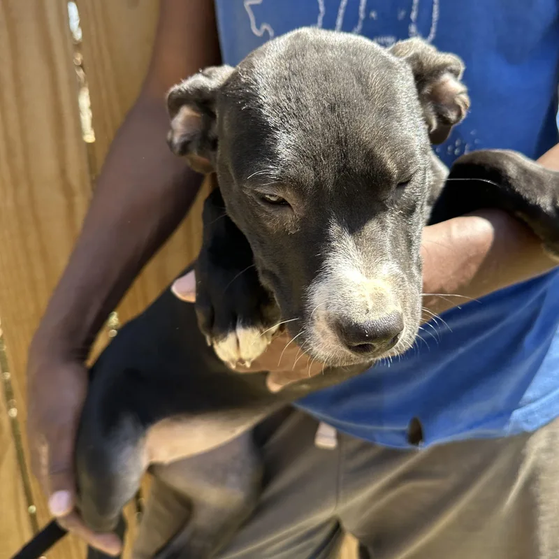 Muffin  Local April thumbnail 2