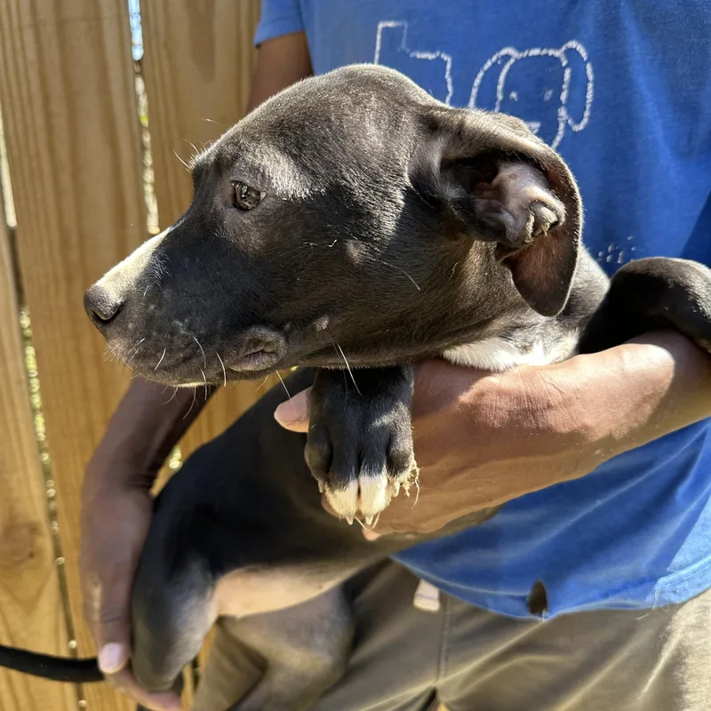 Muffin  Local April thumbnail 3