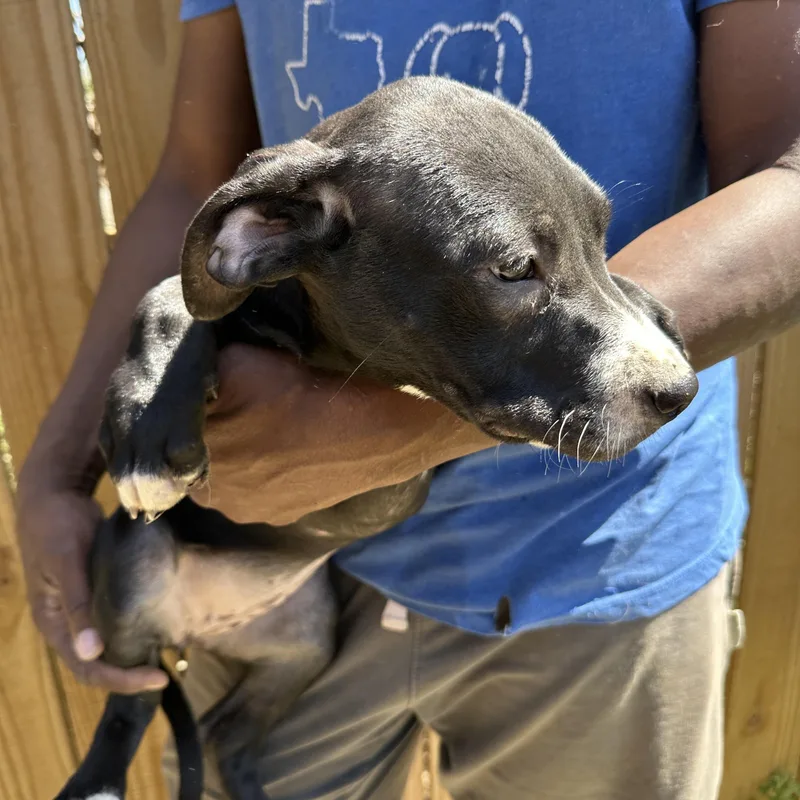 Muffin  Local April thumbnail 4