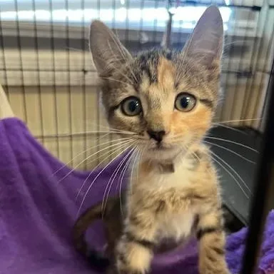 A baby small-sized female American Shorthair cat named Little Teapot for adoption in Danbury, CT