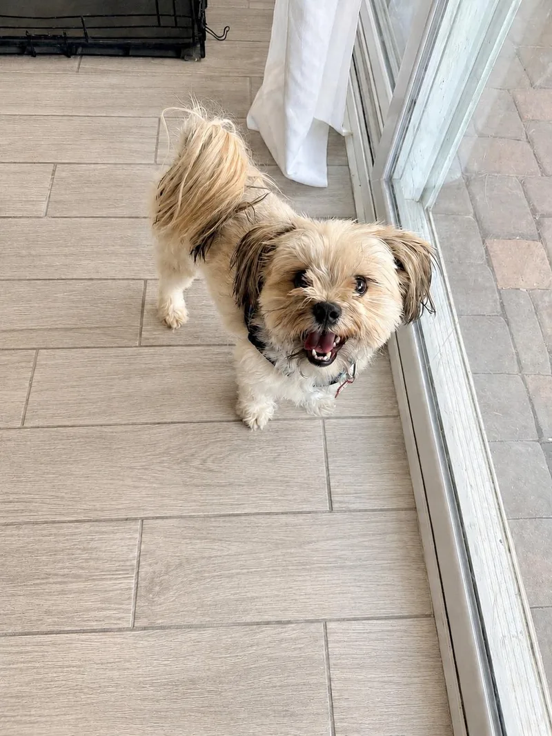 A young small-sized male White / Cream Shih Tzu dog named Leo for adoption in Las Vegas, NV