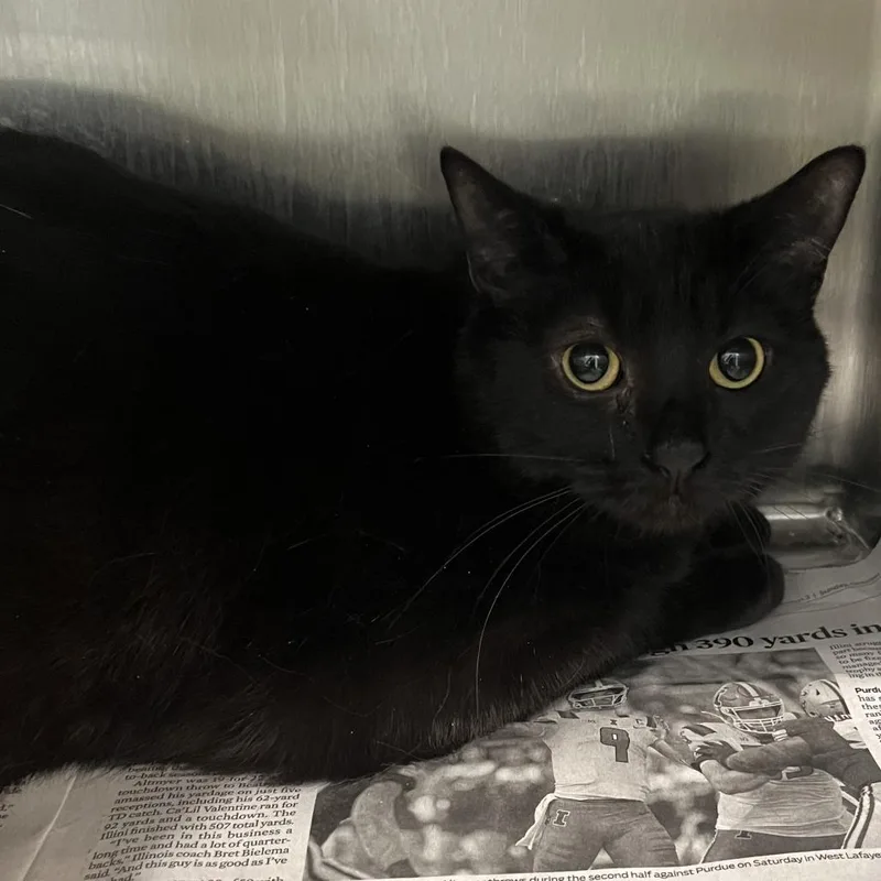 An adult medium-sized female Black Domestic Short Hair cat named Wednesday for adoption in Oak Park, IL