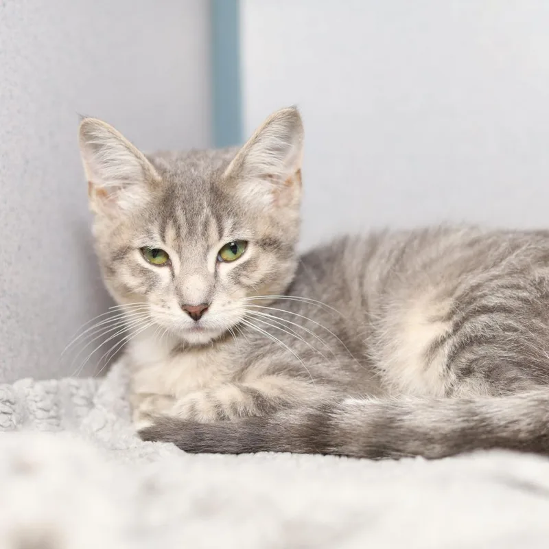 A baby small-sized male Gray / Blue / Silver Domestic Short Hair cat named Hawthorn for adoption in Evansville, IN