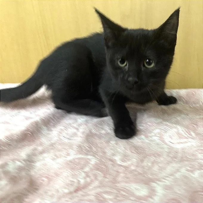 A baby small-sized female Black Domestic Short Hair cat named Jinxie for adoption in Saint Louis, MO