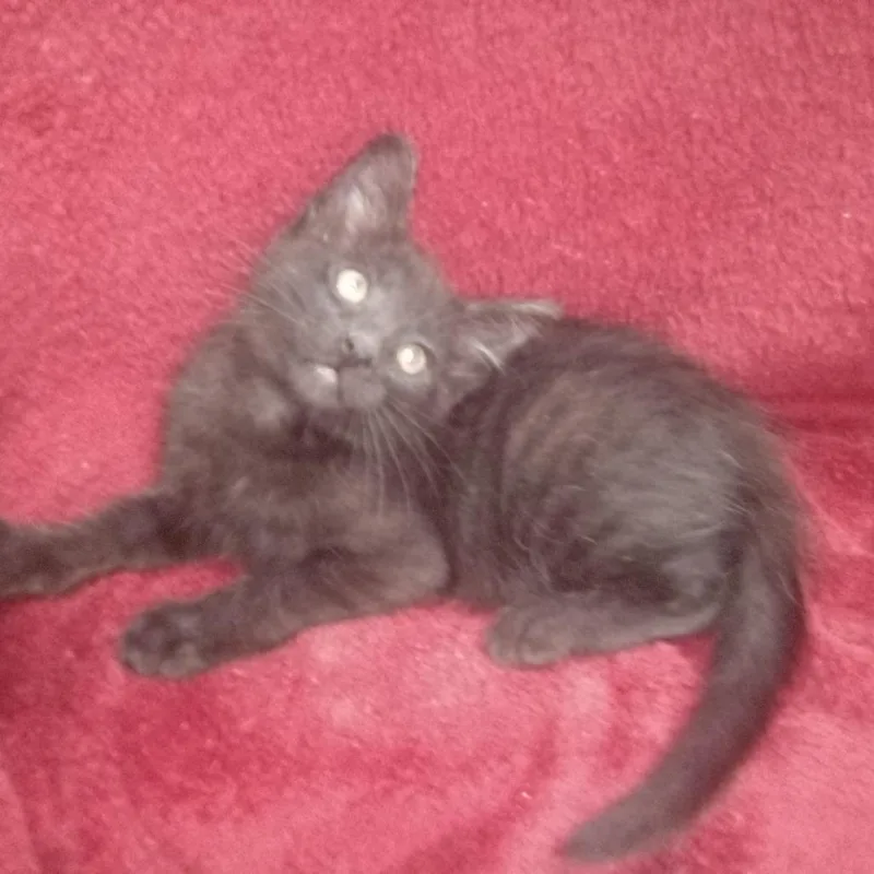A baby small-sized male Black Domestic Medium Hair cat named Mac for adoption in Upland, CA
