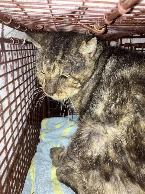 A senior medium-sized male Domestic Short Hair cat named Senor Pepe for adoption in Long Beach, CA