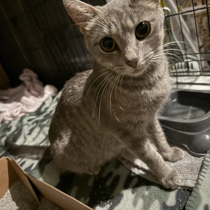 A young medium-sized female Domestic Short Hair cat named Mary for adoption in Milan, IL