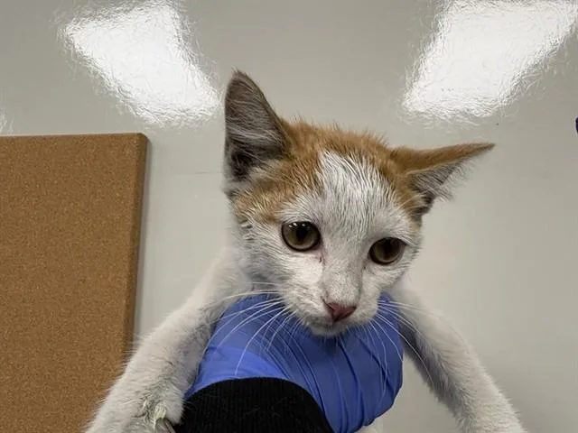 A baby small-sized male Domestic Long Hair cat named Stuart for adoption in Ontario, CA