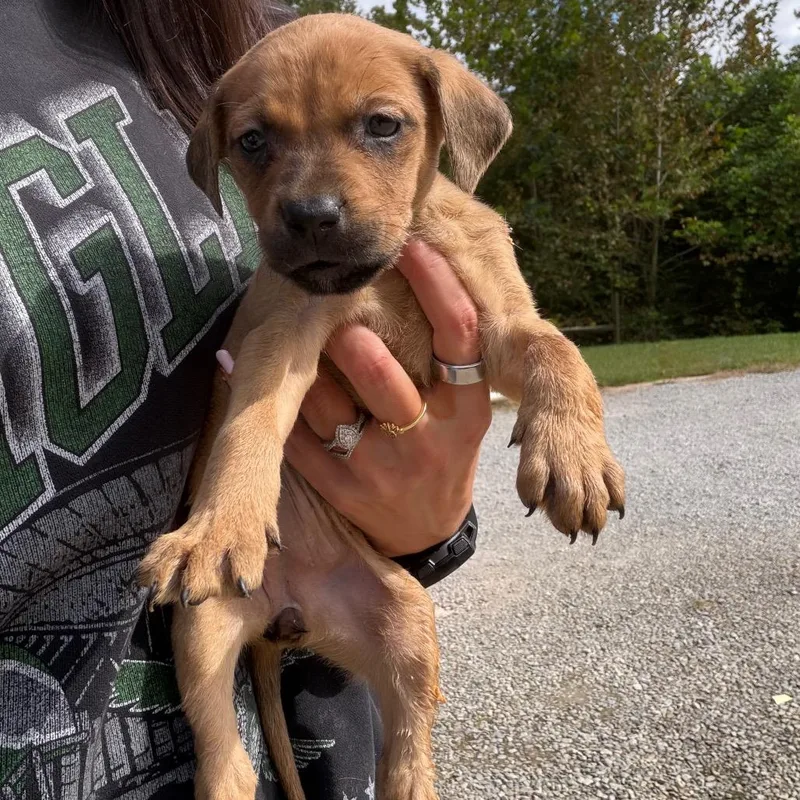 A baby medium-sized female Yellow / Tan / Blond / Fawn Mixed Breed dog named Daisy for adoption in Red House, WV