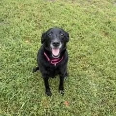 A senior medium-sized female Labrador Retriever dog named Mabel for adoption in Brockton, MA