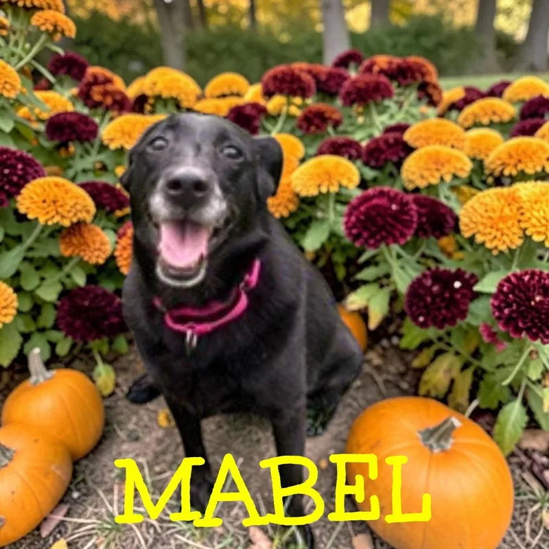 Mabel thumbnail 2