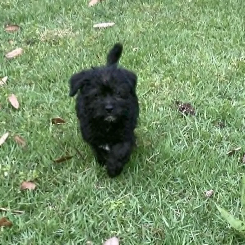 Georgie