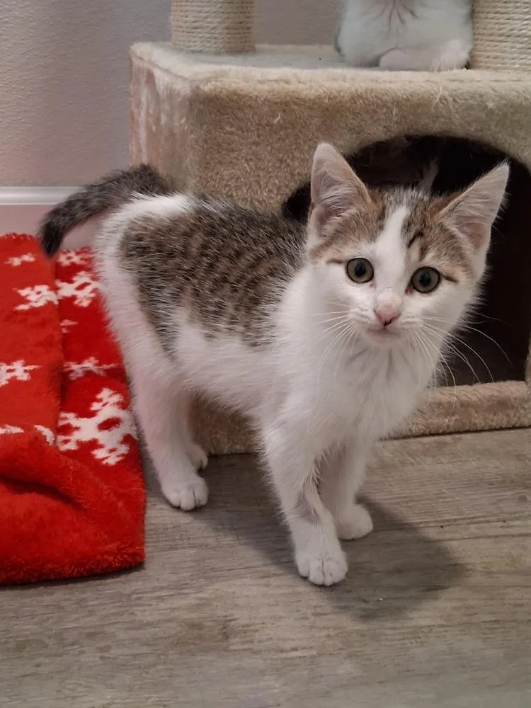 A baby small-sized female Domestic Short Hair cat named River for adoption in Westfield, WI