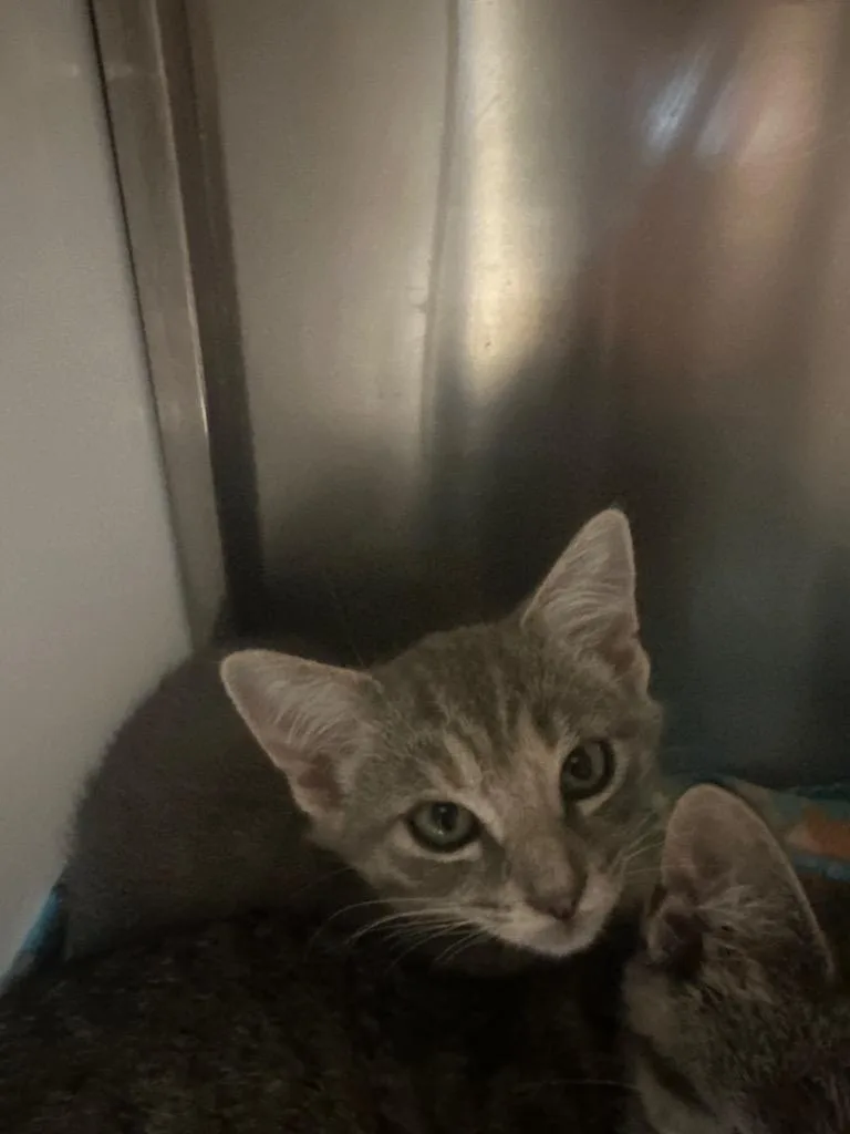 A baby small-sized female Domestic Short Hair cat named Donut Special for adoption in Rome, GA