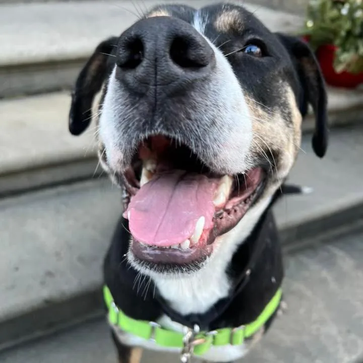 Swiss Miss thumbnail 3