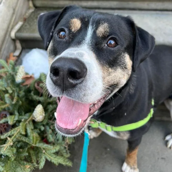 Swiss Miss thumbnail 6