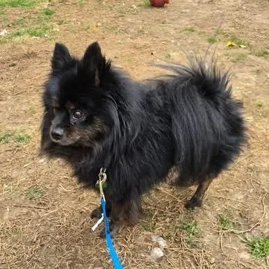 Misterstingy Beekeeper